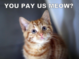 You pay us meow?